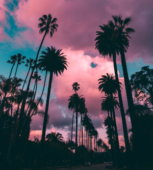 Palm trees in Beverly Hills