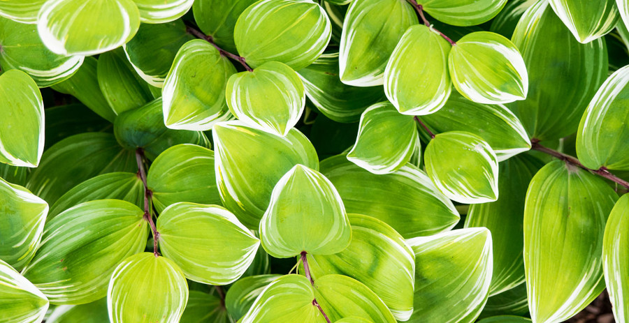 Bright green and white leaves