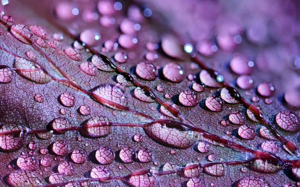 Wet purple leaves